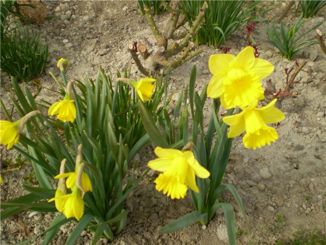 narcis